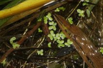 Lemna valdiviana