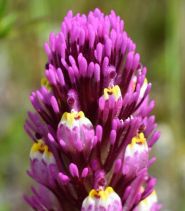 Castilleja exserta