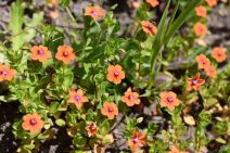 Lysimachia arvensis