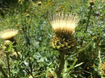Cirsium remotifolium