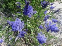 Ceanothus cyaneus