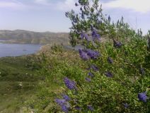 Ceanothus cyaneus