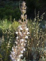 Salvia apiana