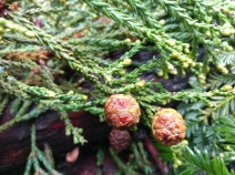 Sequoia sempervirens