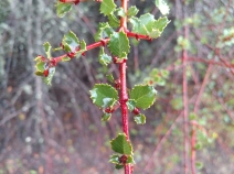 Ceanothus masonii