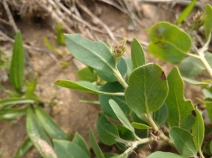 Arctostaphylos tomentosa ssp. hebeclada