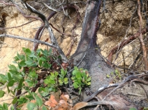 Arctostaphylos tomentosa ssp. hebeclada
