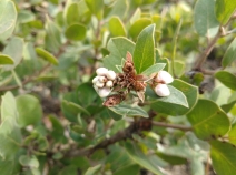 Arctostaphylos tomentosa ssp. hebeclada