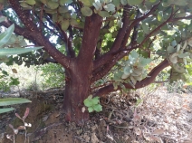 Arctostaphylos hooveri