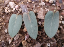 Arctostaphylos hooveri