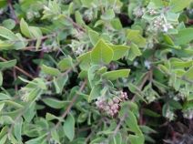 Arctostaphylos cruzensis