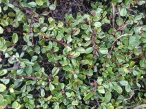 Ceanothus maritimus