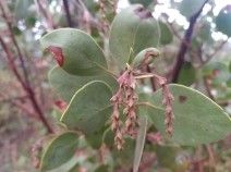 Arctostaphylos manzanita ssp. wieslanderi