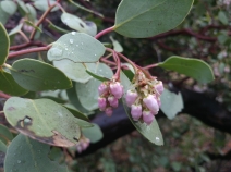 Arctostaphylos mewukka ssp. truei