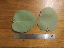 Arctostaphylos mewukka ssp. truei