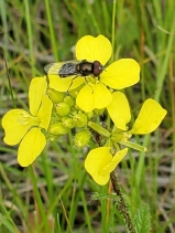 Sinapis arvensis