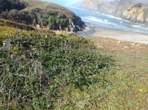 Ceanothus gloriosus var. gloriosus