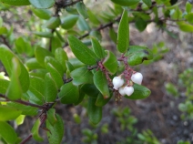 Arctostaphylos nummularia ssp. nummularia