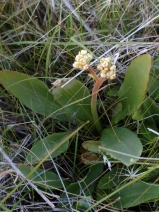 Micranthes integrifolia