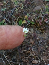 Minuartia cismontana