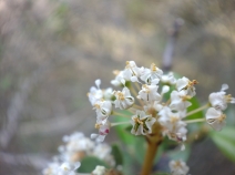 Ceanothus ferrisiae