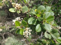 Ceanothus ferrisiae