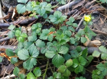 Duchesnea indica var. indica