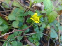 Duchesnea indica var. indica