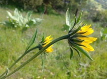 Helianthella castanea