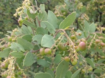 Arctostaphylos manzanita ssp. glaucescens