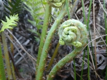 Woodwardia fimbriata
