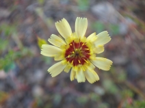 Tolpis barbata