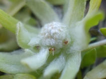 Psilocarphus brevissimus