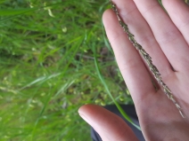 Stipa purpurata