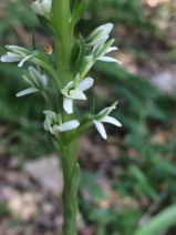Piperia elegans ssp. elegans