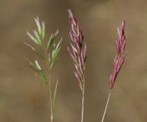 Schismus arabicus