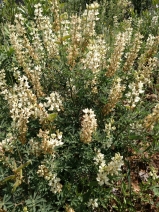 Lupinus albicaulis