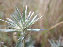 Eryngium aristulatum