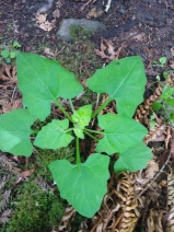 Adenocaulon bicolor