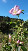 Rosa rubiginosa