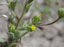 Madia exigua