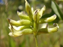 Rupertia physodes