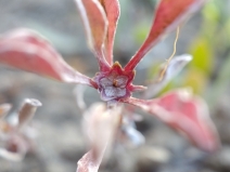 Hesperevax sparsiflora var. sparsiflora