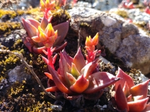 Dudleya cymosa ssp. cymosa
