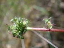 Acaena pinnatifida var. californica