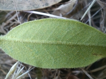 Quercus chrysolepis