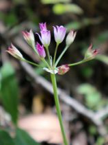 Allium peninsulare var. franciscanum