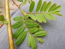 Sesbania punicea