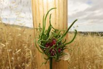 Allium vineale
