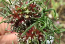 Allium vineale